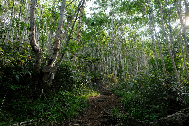 ダケカンバの林