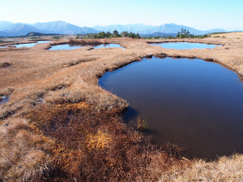 苗場山の高層湿原には約1000個の池塘