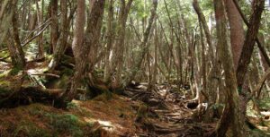 金峰山-金峰山荘から廻り目平コース