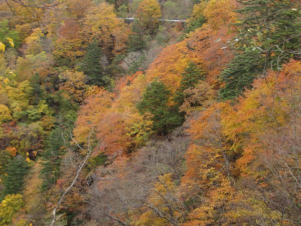 上日川峠下の紅葉を車道から撮影