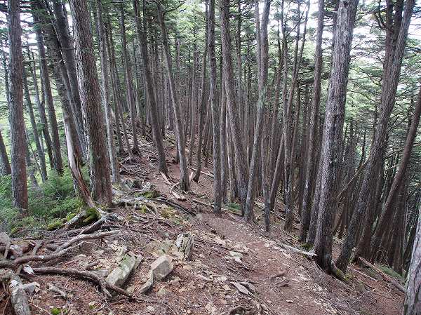 単調な針葉樹林帯の登山道