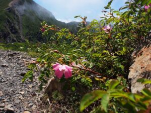 タカネバラ・オオタカネバラ【高嶺薔薇・大高嶺薔薇】