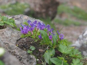 オヤマノエンドウ【御山の豌豆】