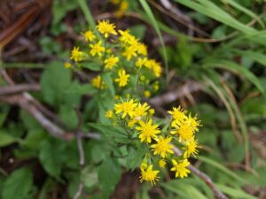 ミヤマアキノキリンソウ【深山秋の麒麟草】